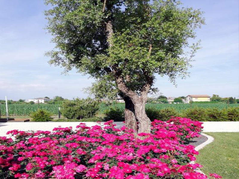 Green garden group progettazione realizzazione manutenzione giardini ... Sistemazione giardini privati